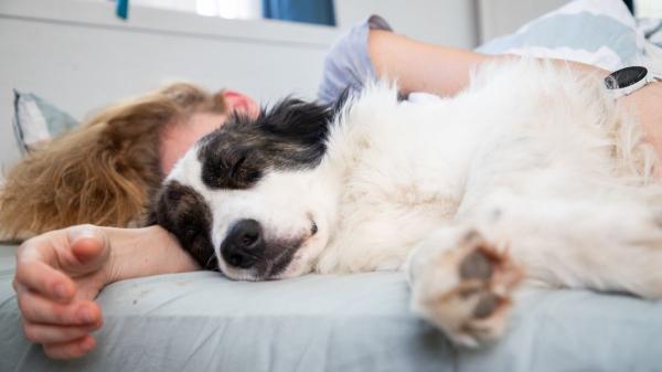 Dormir con tu perro reconforta, pero esto es lo que revela la psicología sobre tu necesidad de apego - El 75 % de los tutores duerme con su perro en la cama