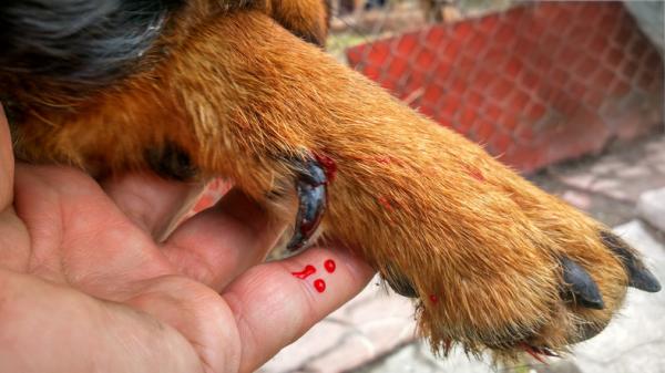 A mi perro se le ha roto una uña, ¿qué hago?