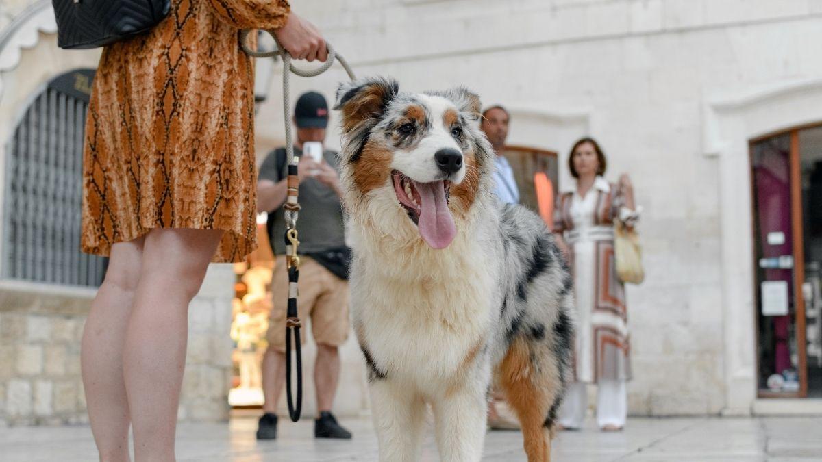 Cambio histórico en Tenerife: los museos permitirán la entrada de perros, gatos, hurones y otros animales de compañía