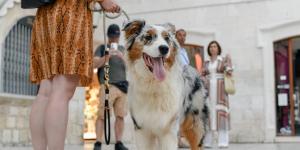 Cambio histórico en Tenerife: los museos permitirán la entrada de perros, gatos, hurones y otros animales de compañía