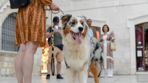 Cambio histórico en Tenerife: los museos permitirán la entrada de perros, gatos, hurones y otros animales de compañía