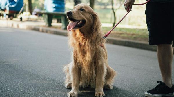 Cambio histórico en Tenerife: los museos permitirán la entrada de perros, gatos, hurones y otros animales de compañía - Cómo será la entrada de mascotas en los museos: normas y límites