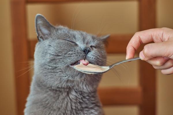 Fortiflora para gatos: dosis y para qué sirve - Dosis de Fortiflora para gatos