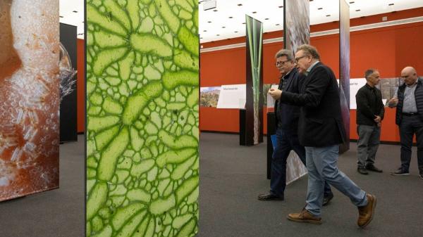 Cambio histórico en Tenerife: los museos permitirán la entrada de perros, gatos, hurones y otros animales de compañía - Los museos de Tenerife donde se permitirá la entrada de mascotas