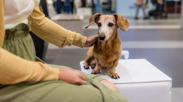 Cambio histórico en Tenerife: los museos permitirán la entrada de perros, gatos, hurones y otros animales de compañía - Tenerife da el paso: los museos permitirán mascotas por primera vez