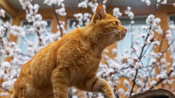 Cambio histórico en Tenerife: los museos permitirán la entrada de perros, gatos, hurones y otros animales de compañía - Una tendencia que está cambiando la relación entre mascotas y espacios culturales