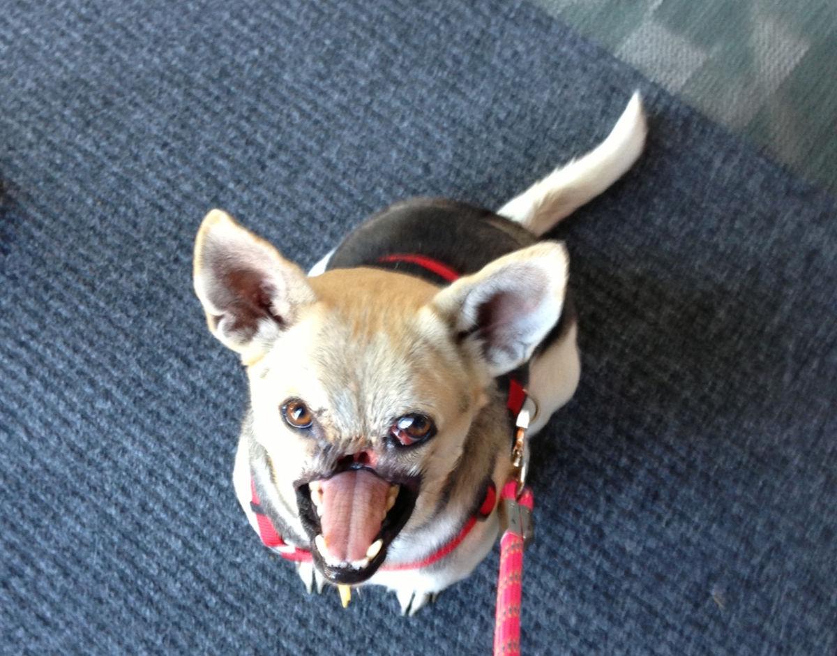 10 animales que han salvado vidas humanas