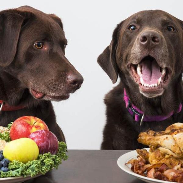 los perros son carnivoros u omnivoros
