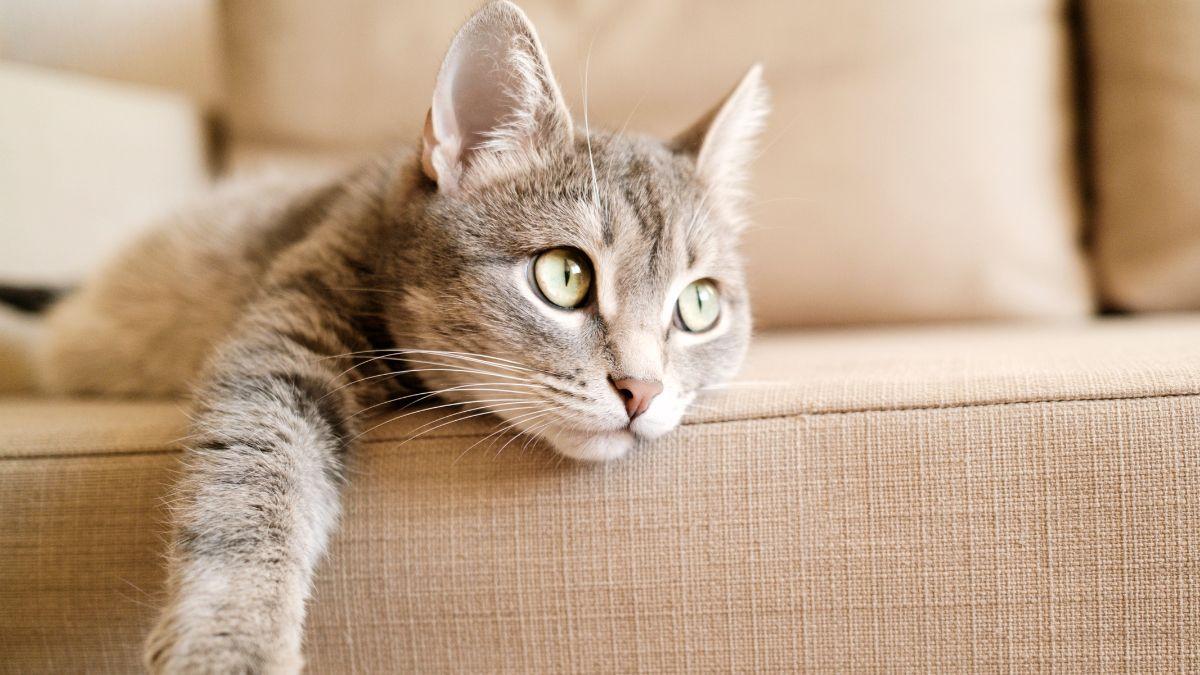 ¿Tu gato evita saltar o duerme más? Los síntomas silenciosos de dolor articular que muchos confunden con pereza