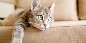 ¿Tu gato evita saltar o duerme más? Los síntomas silenciosos de dolor articular que muchos confunden con pereza