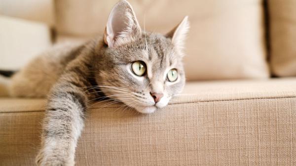 ¿Tu gato evita saltar o duerme más? Los síntomas silenciosos de dolor articular que muchos confunden con pereza