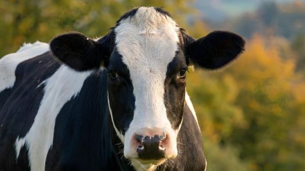 El Seprona investiga a ocho personas por enviar vacas agonizando a un matadero de Burgos desde 2024 - El bienestar animal en el transporte, un problema que preocupa a Europa