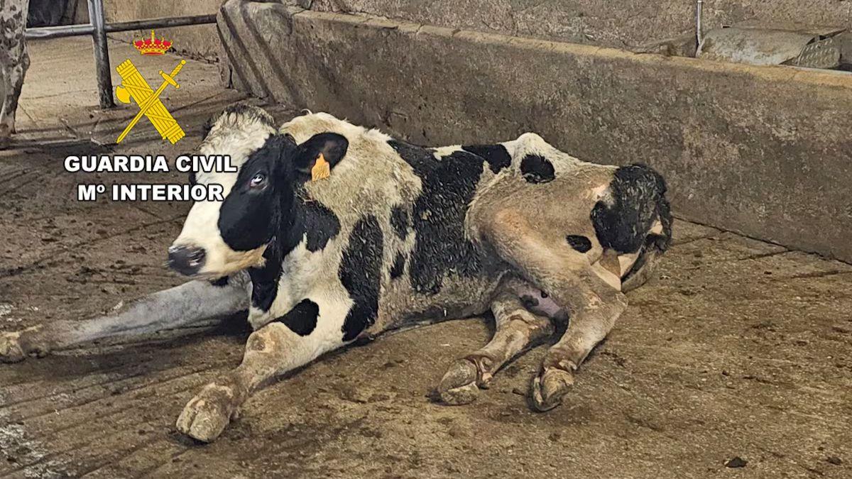 El Seprona investiga a ocho personas por enviar vacas agonizando a un matadero de Burgos desde 2024
