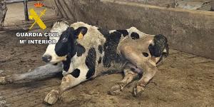El Seprona investiga a ocho personas por enviar vacas agonizando a un matadero de Burgos desde 2024