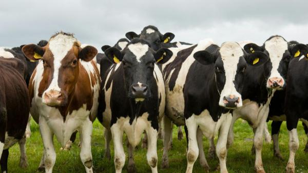 El Seprona investiga a ocho personas por enviar vacas agonizando a un matadero de Burgos desde 2024 - Qué dice la ley sobre el transporte de animales en la Unión Europea y España