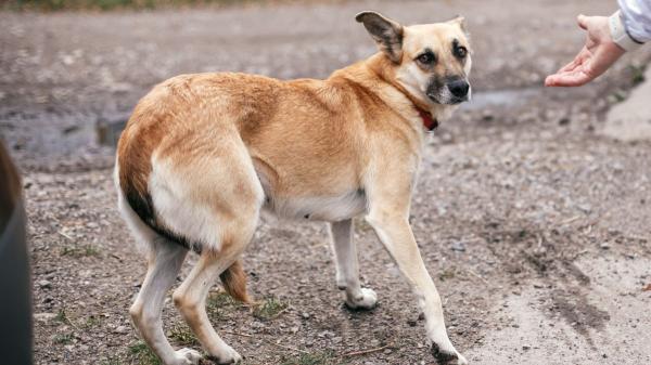 Si tu perro tiene miedo a los petardos, no hagas esto en San Juan: podrías empeorar su fobia sin darte cuenta - No expongas directamente al perro a aquello que teme 