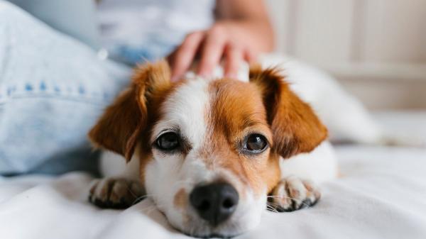 Si tu perro tiene miedo a los petardos, no hagas esto en San Juan: podrías empeorar su fobia sin darte cuenta - No lo dejes para más tarde: el miedo empeora si no actúas
