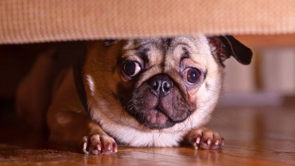 Si tu perro tiene miedo a los petardos, no hagas esto en San Juan: podrías empeorar su fobia sin darte cuenta