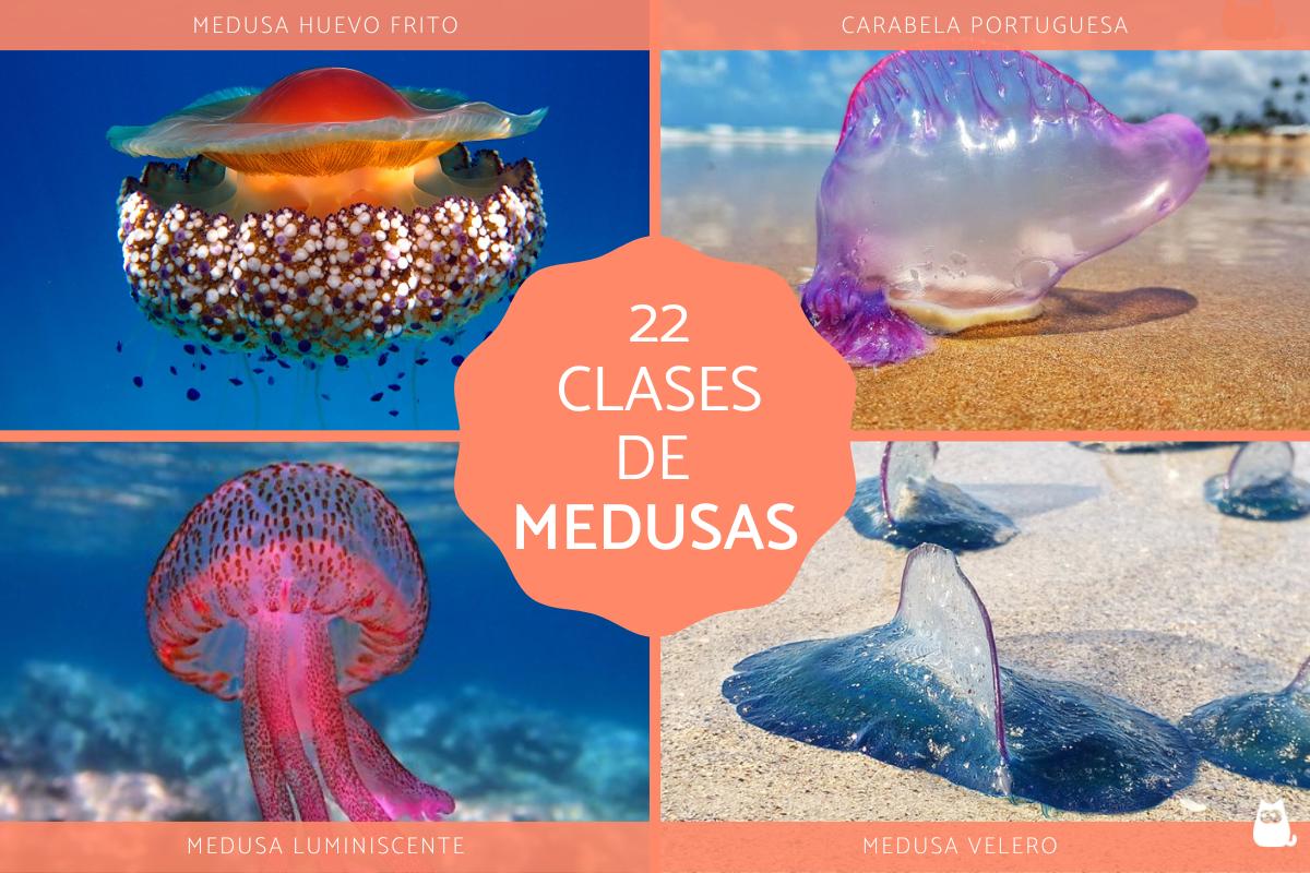 Tipos de medusas