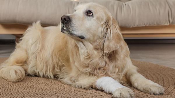El cambio en casa que recomiendan los veterinarios para los perros mayores: “Los suelos resbaladizos y los muebles pueden convertirse en una trampa para ellos” - Colocar más bebederos y usar rampas: dos cambios clave que también protegen sus articulaciones