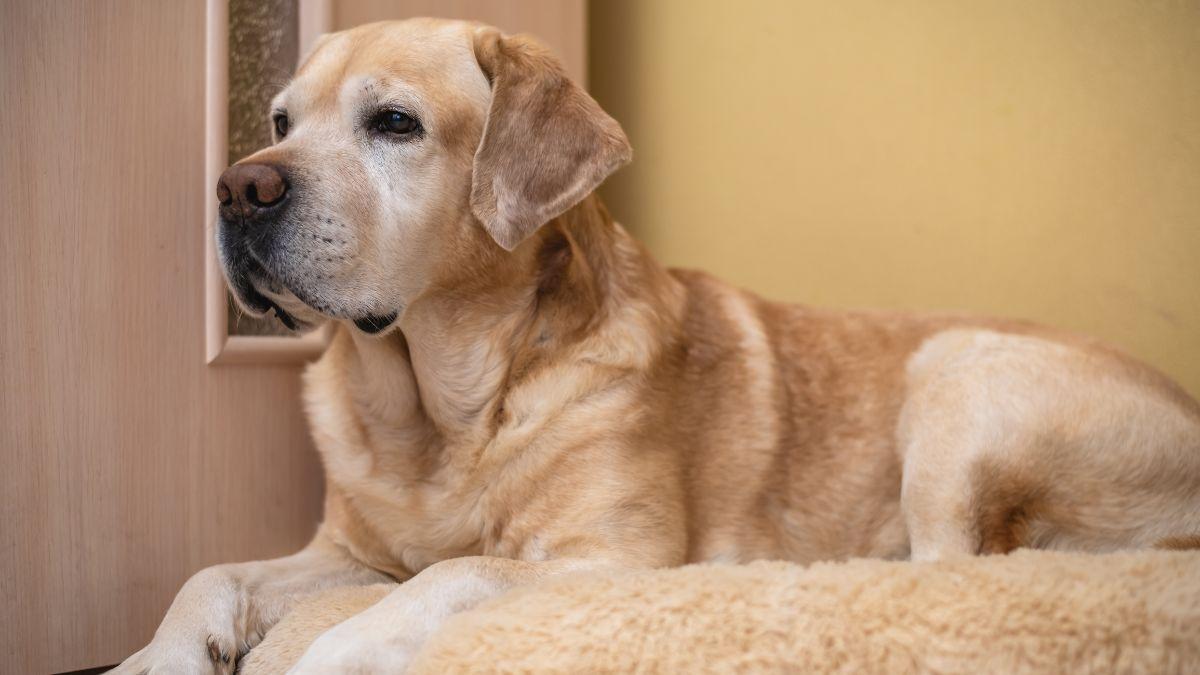El cambio en casa que recomiendan los veterinarios para los perros mayores: “Los suelos resbaladizos y los muebles pueden convertirse en una trampa para ellos”