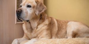 El cambio en casa que recomiendan los veterinarios para los perros mayores: “Los suelos resbaladizos y los muebles pueden convertirse en una trampa para ellos”