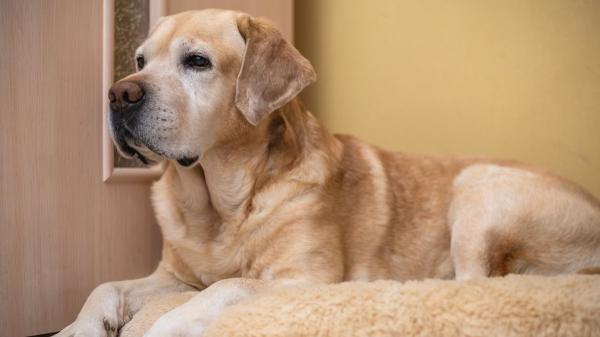 El cambio en casa que recomiendan los veterinarios para los perros mayores: “Los suelos resbaladizos y los muebles pueden convertirse en una trampa para ellos”