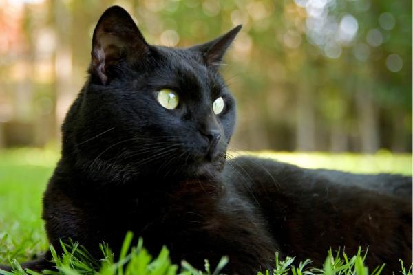 La energía de los gatos según su color - Gato negro: misterio, protección y astucia