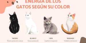 La energía de los gatos según su color