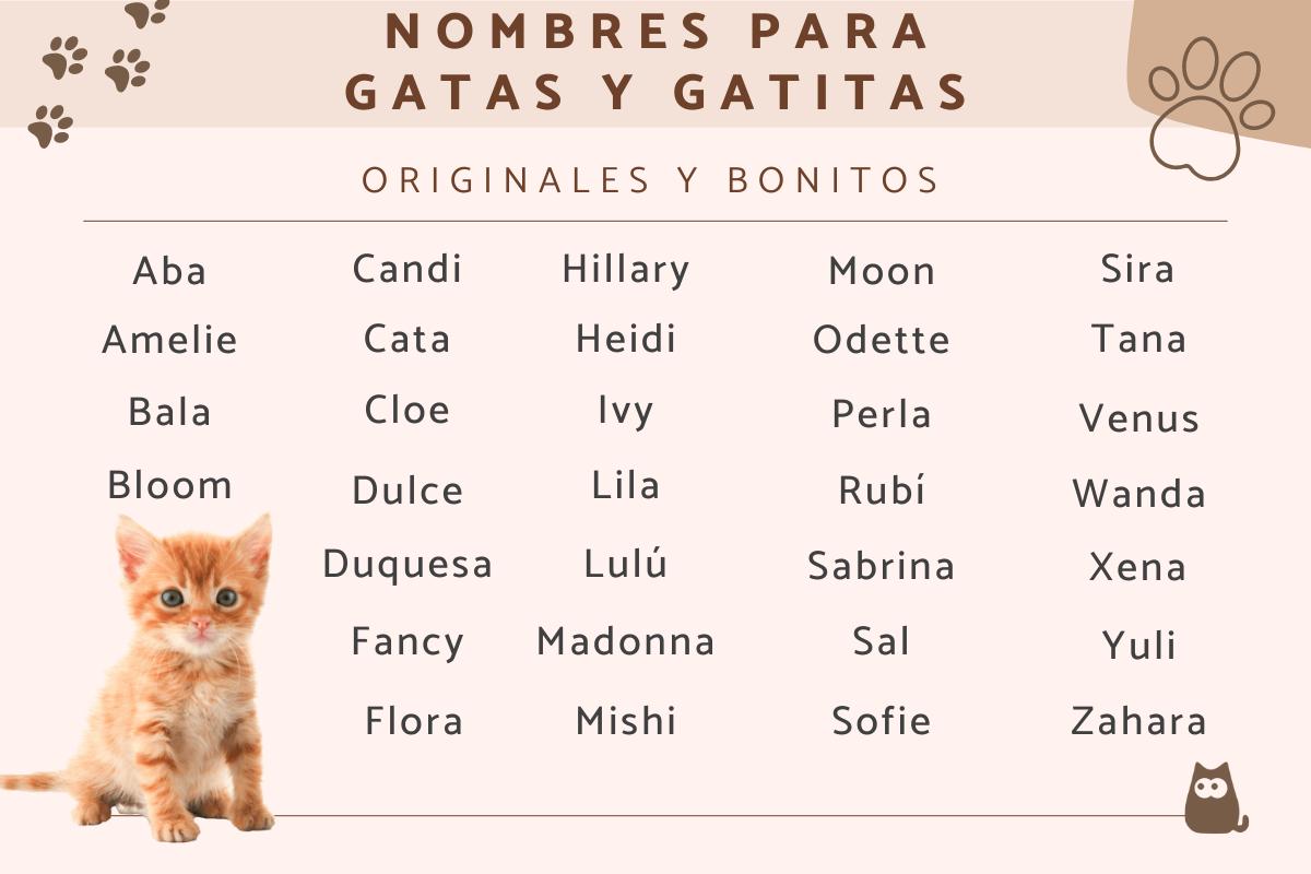 Nombres bonitos para gatas y gatitas