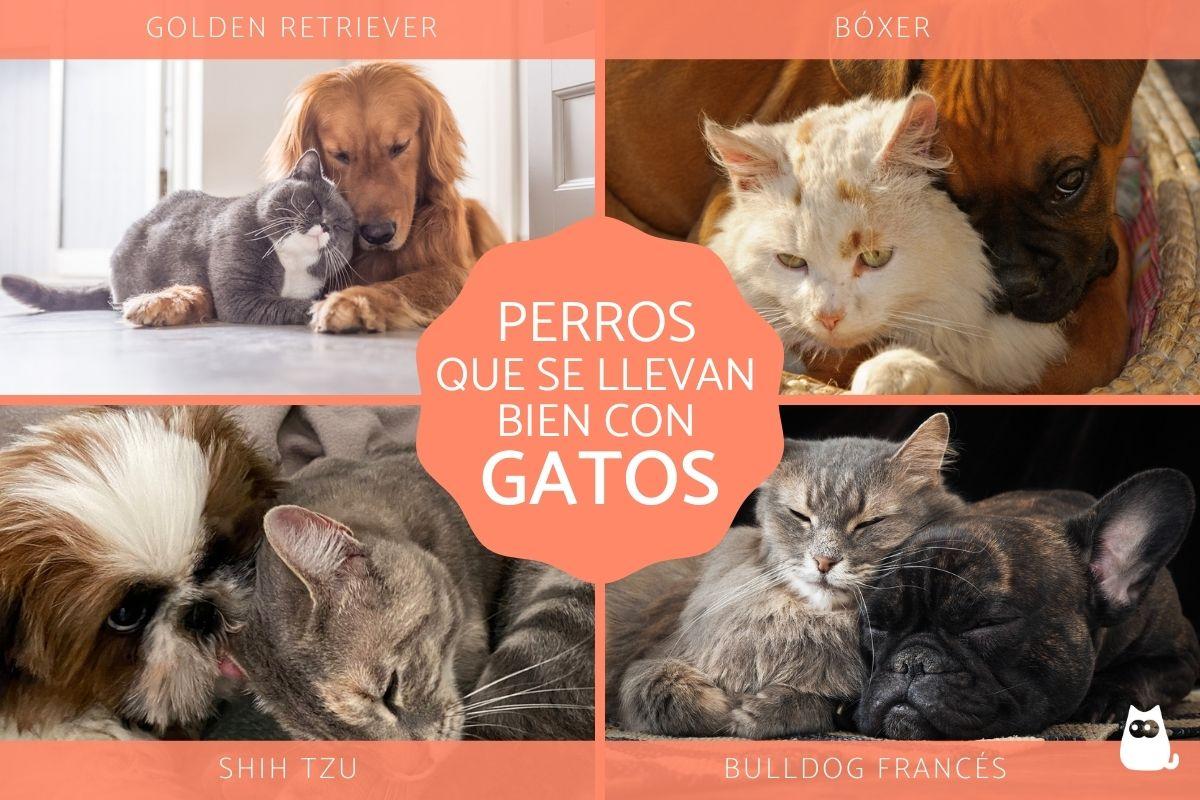 Razas de perros que se llevan bien con gatos