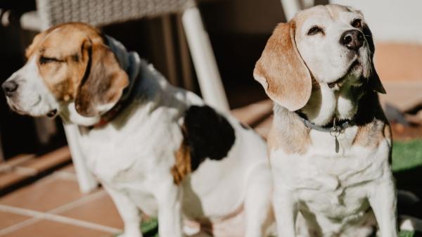 El cambio en casa que recomiendan los veterinarios para los perros mayores: “Los suelos resbaladizos y los muebles pueden convertirse en una trampa para ellos” - Rutinas fijas, más luz y adaptar el ejercicio: los hábitos que pueden ayudan a un perro mayor a envejecer mejor