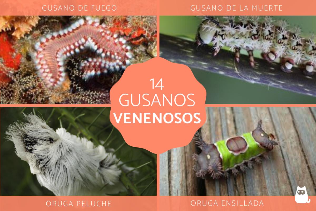 Tipos de gusanos venenosos