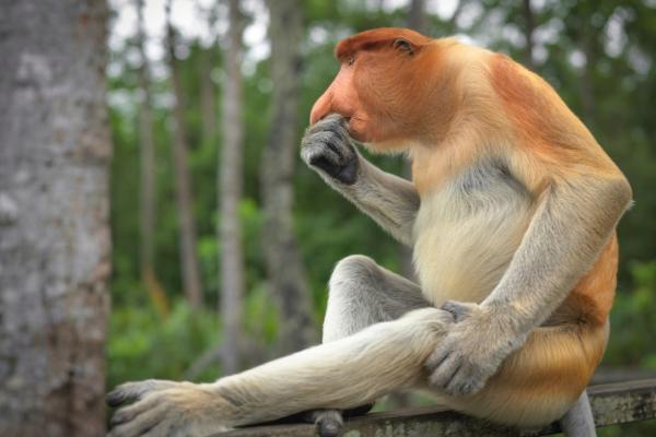 Monos en peligro de extinción - 10. Mono narigudo (Nasalis larvatus)