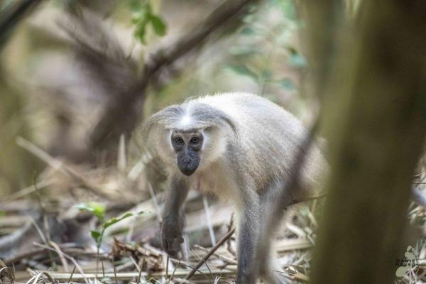 Monos en peligro de extinción - 2. Mangabey del río Tana (Cercocebus galeritus)