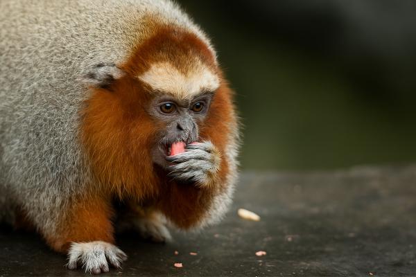 Monos en peligro de extinción - 3. Mono titi de San Martín (Plecturocebus oenanthe)