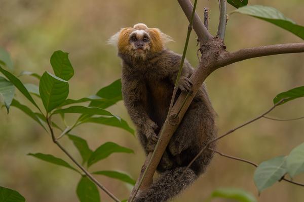 Monos en peligro de extinción - 4. Titi de cabeza amarilla (Callithrix flaviceps)