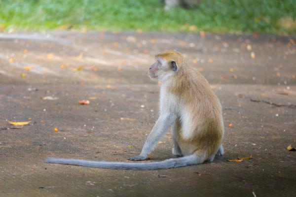 Monos en peligro de extinción - 5. Macaco cangrejero (Macaca fascicularis)