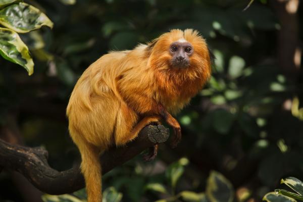 Monos en peligro de extinción - 6. Tamarino león doraro (Leontopithecus rosalia)