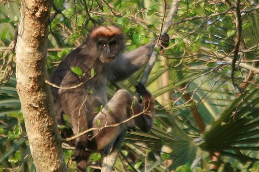 Monos en peligro de extinción - 7. Colobobo rojo del río Tana (Piliocolobus rufomitratus)