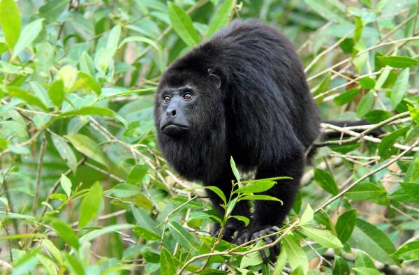 Monos en peligro de extinción - 8. Mono aullador negro de Yucatán (Alouatta pigra)
