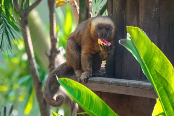 Monos en peligro de extinción - 9. Capuchino rubio (Sapajus flavius)