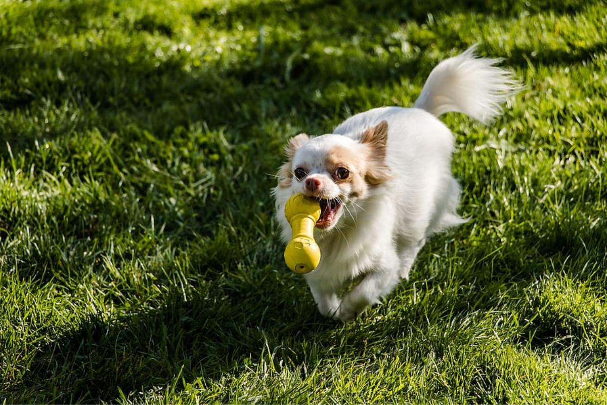 Juguetes para cachorros chihuahua clearance