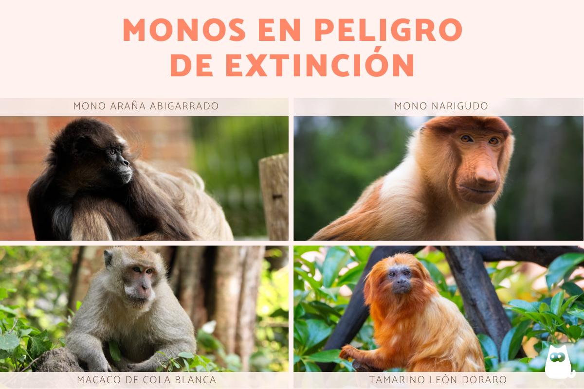 Monos en peligro de extinción