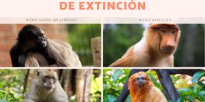 Monos en peligro de extinción