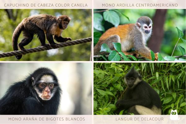 Monos en peligro de extinción - Otros monos en peligro de extinción