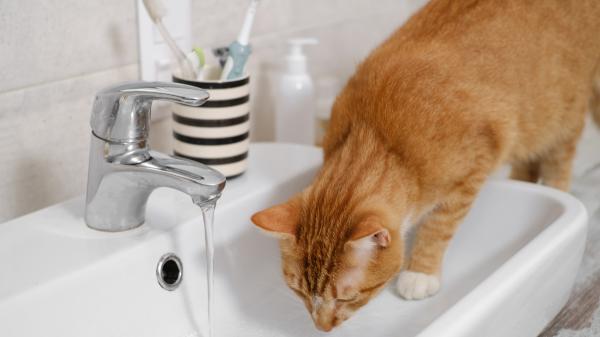 Los veterinarios coinciden: “Muchos gatos beben del inodoro porque les atrae el agua fresca y en movimiento” - El agua en movimiento despierta el instinto y la curiosidad de los gatos
