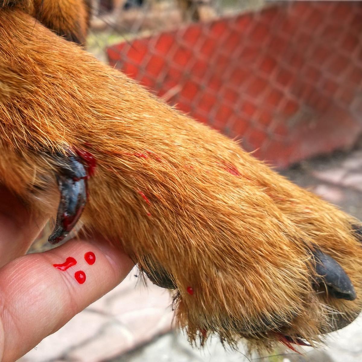 Enfermedad de Von Willebrand en perros - Síntomas y tratamiento