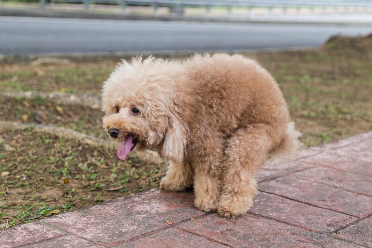 Estreñimiento en perros de raza pequeña - Causas y tratamiento