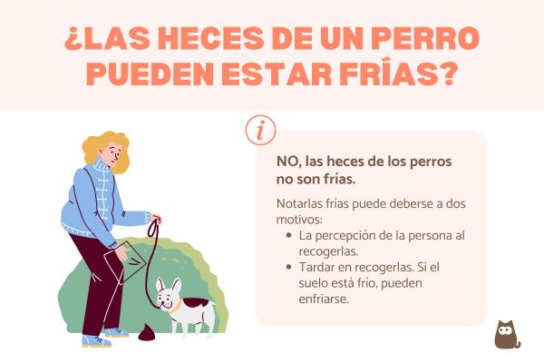 Heces frías en perros: causas y qué hacer